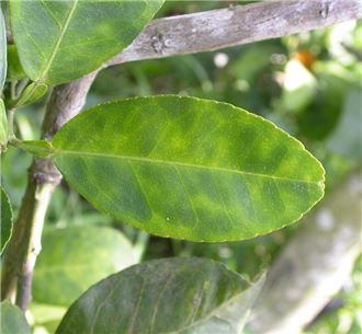 Symptoms of citrus greening on citrus leaf 